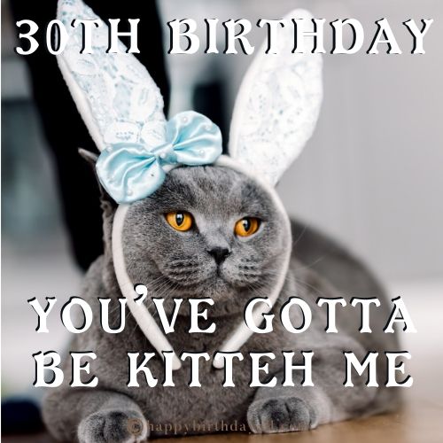 30th Birthday Memes funny cat