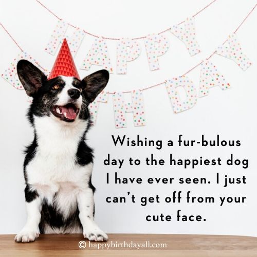 birthday wishes for dog 10