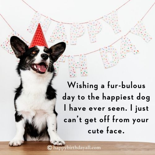 40+ Super Cute Happy Birthday Wishes for Dog with Images