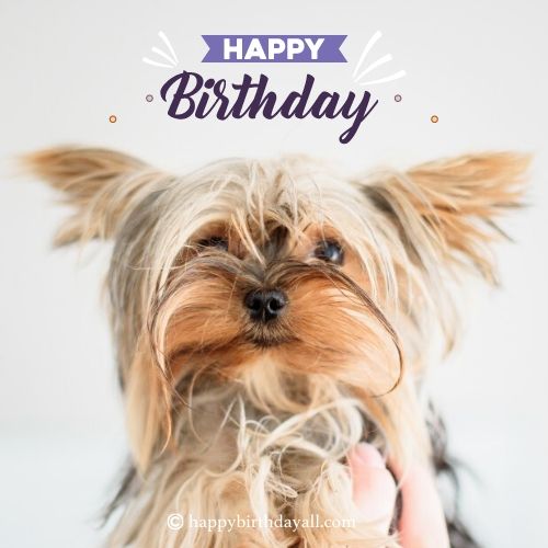 felices deseos de cumpleaños para los amantes de los perros