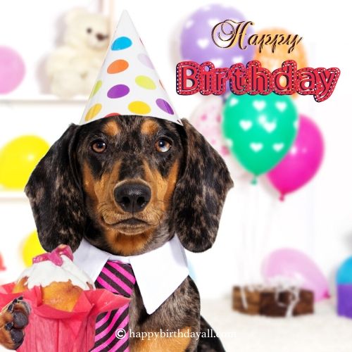 Super Mignon Souhaits D Anniversaire Pour Chien Avec Photos Ncgo