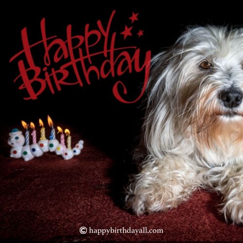 40+ Super Cute Happy Birthday Wishes for Dog with Images (2023)