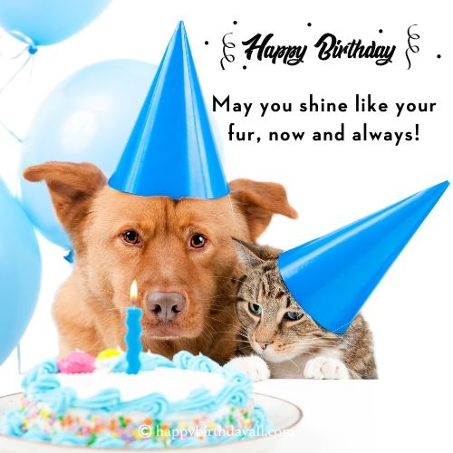 Cute Birthday Messages for Dogs