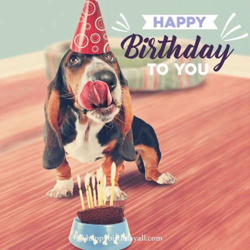 Lovely Birthday Quotes for Dogs