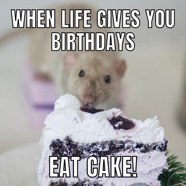 mouse birthday cake memes