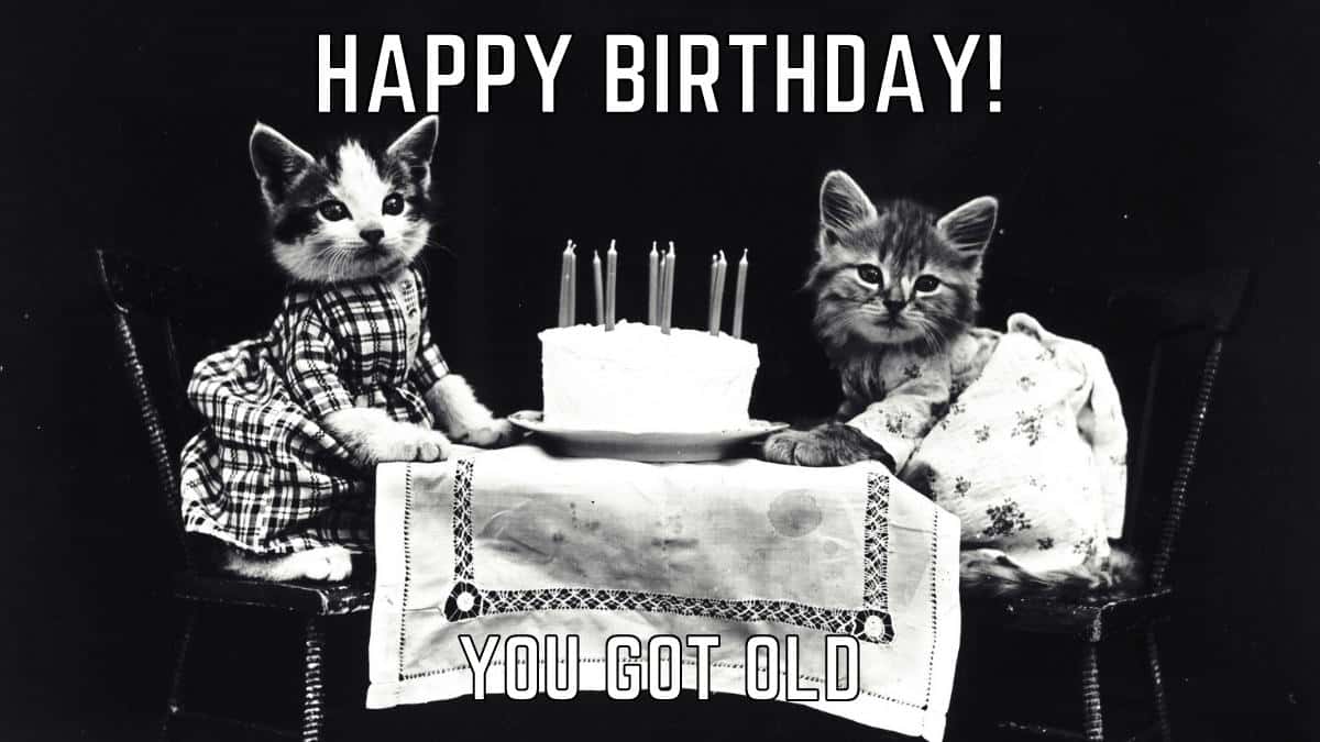 50+ Funniest Happy Birthday Cat Memes Images for Him & Her