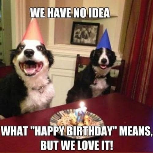 50 Funny Happy Birthday Dog Memes For Pooch Lovers