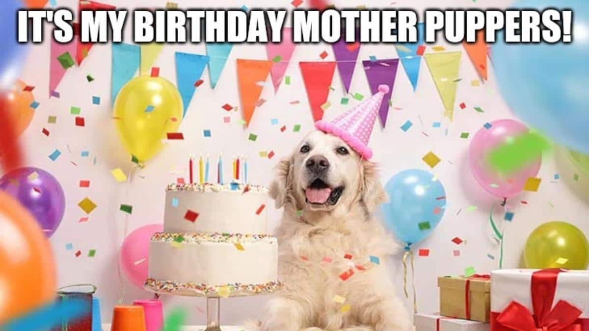 50+ Funny Happy Birthday Dog Memes for Pooch Lovers