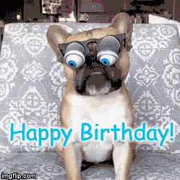 Happy Birthday Meme Gif dog