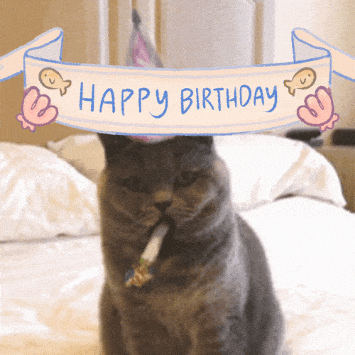 happy birthday cat gif animated
