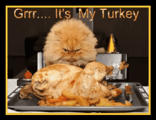 Thanksgiving GIF grumpy cat