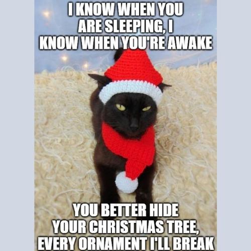 best Cat Christmas Tree Memes