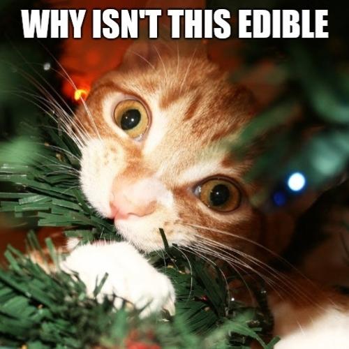 Cat Christmas Tree Memes