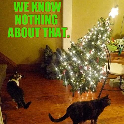 funny Cat Christmas Tree Memes