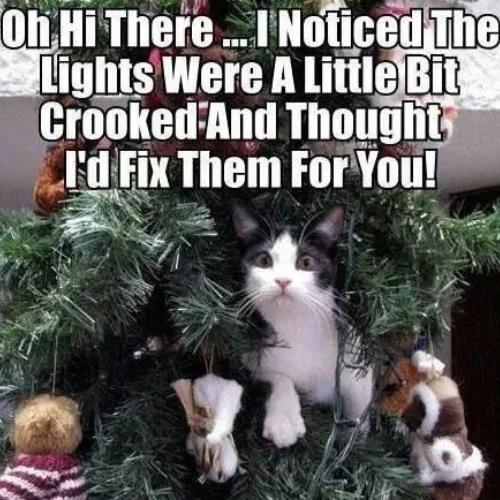 funny Christmas Cat Memes