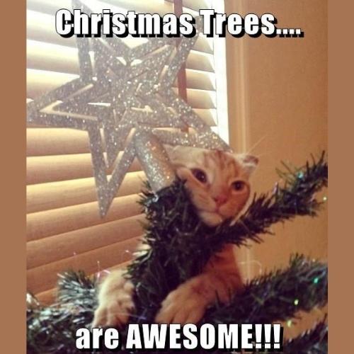 Christmas tree Cat Memes