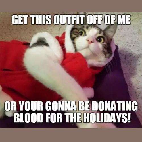 Christmas Cat Memes
