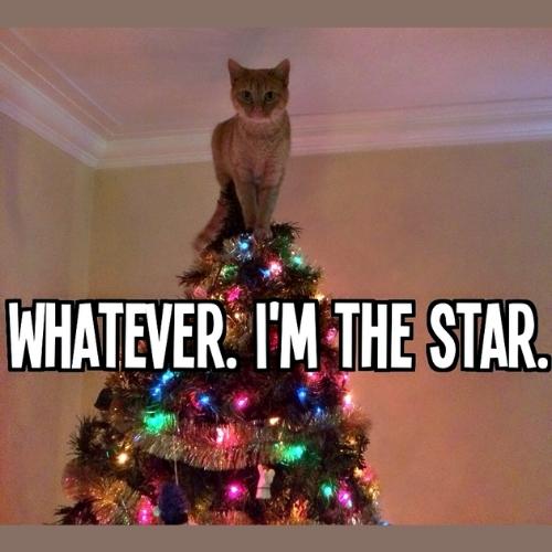 Cute Christmas Cat Memes