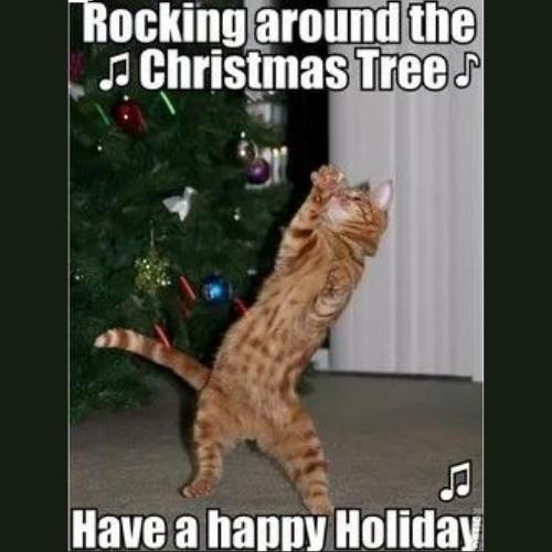 happy holidays Christmas Cat Memes