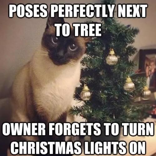 Christmas Cat Memes