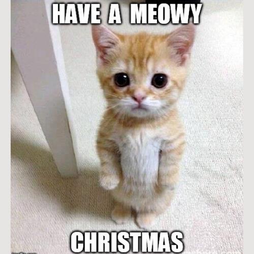 Have a meowy christmas
