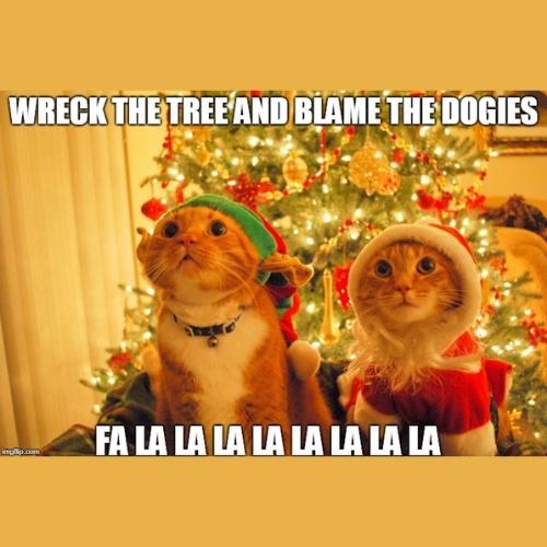 Funny Christmas Cat Memes
