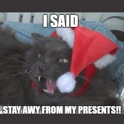 Angry Christmas Cat Memes