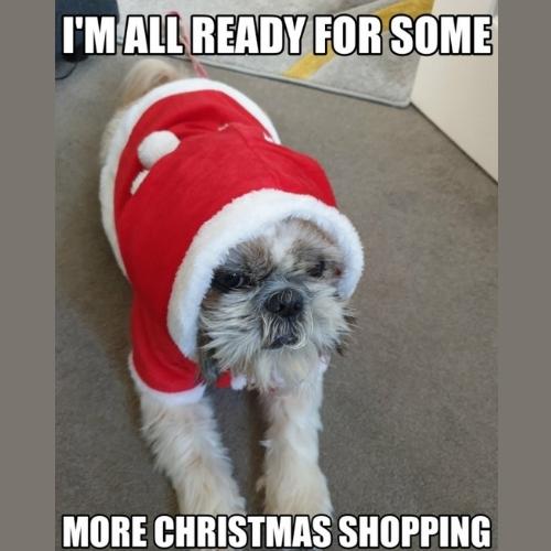Christmas Shopping Memes dog