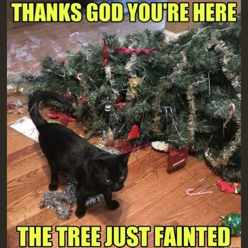 Christmas Tree Memes tumblr
