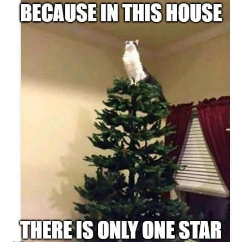 Christmas Tree Memes cat
