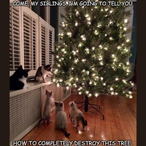Christmas Tree cat Memes