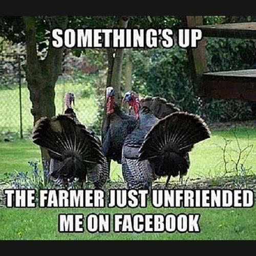 thanksgiving Turkey Memes