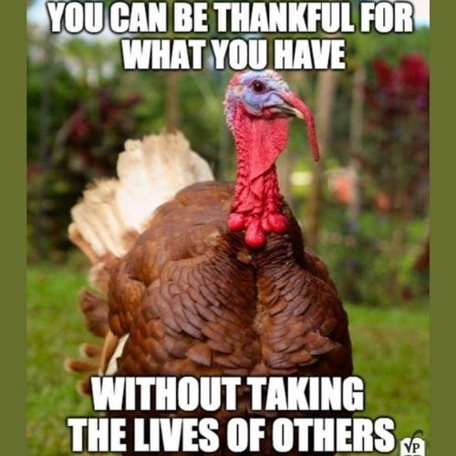 Funny Turkey Memes