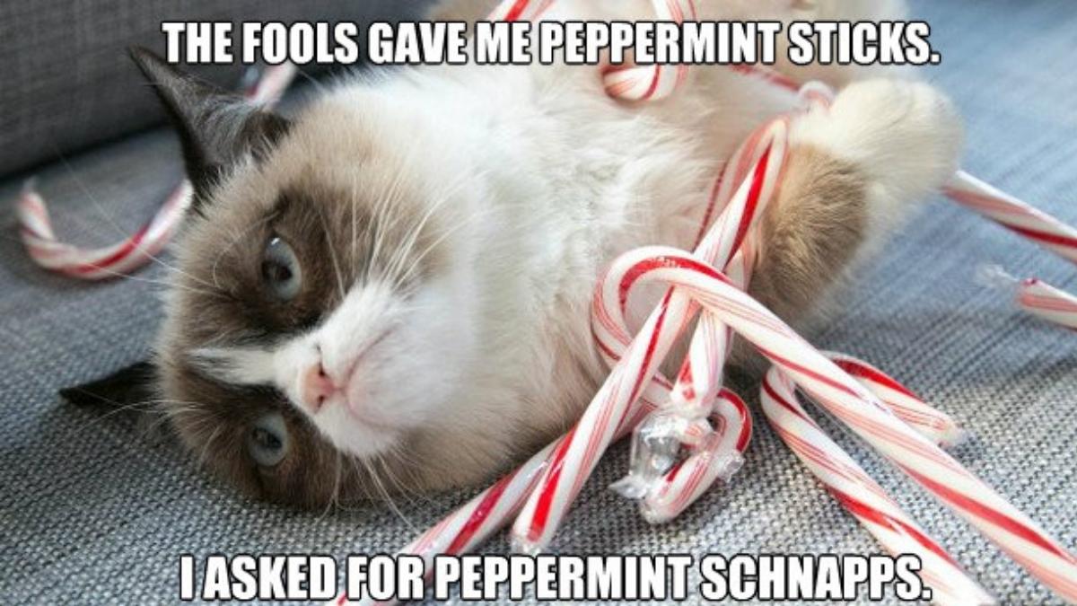 Best Grumpy Cat Christmas Memes Download Free