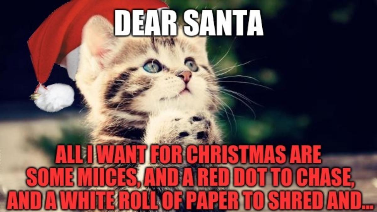 Merry Christmas Cat Memes