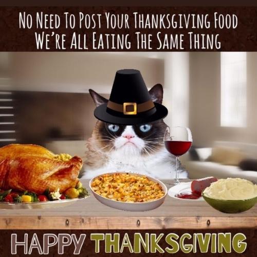 Thanksgiving Cat Memes