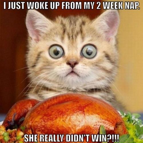Thanksgiving Cat Memes