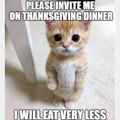 funniest Thanksgiving Cat Memes