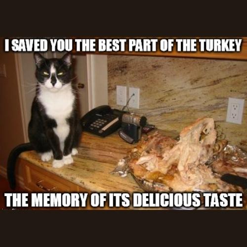 turkey Thanksgiving Cat Memes