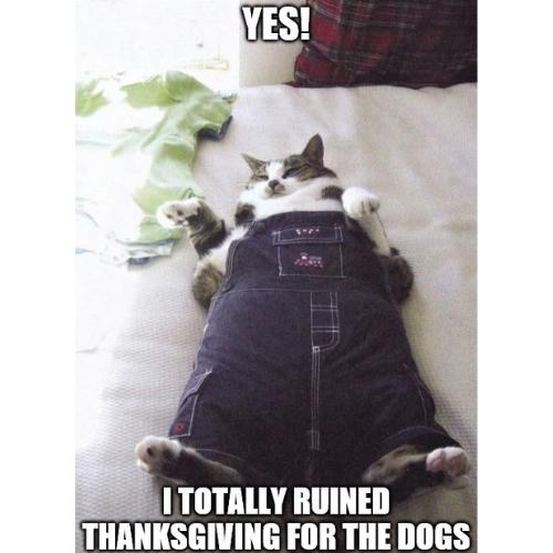 funny Cat Thanksgiving Memes