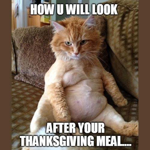Cat Thanksgiving Memes