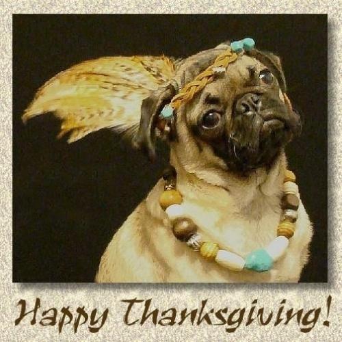 Happy Thanksgiving Dog Memes