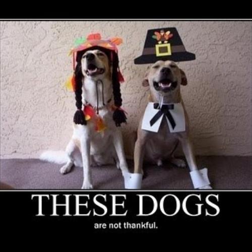 Thanksgiving Dog Memes