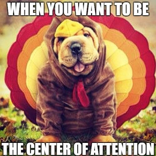 30 Funny Thanksgiving Dog Memes 2025