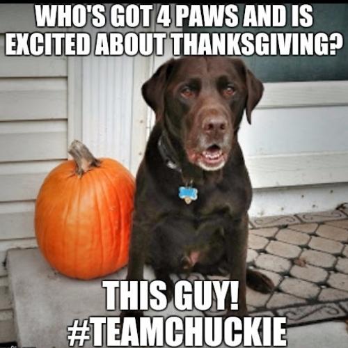 Funny Thanksgiving Dog Memes