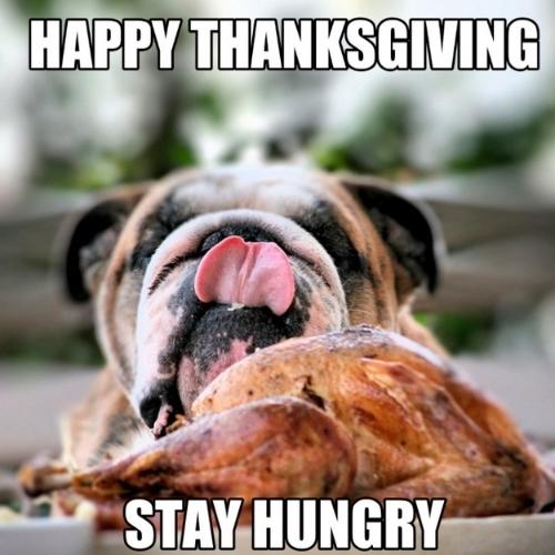 Turkey Dog Meme At Willie Poole Blog