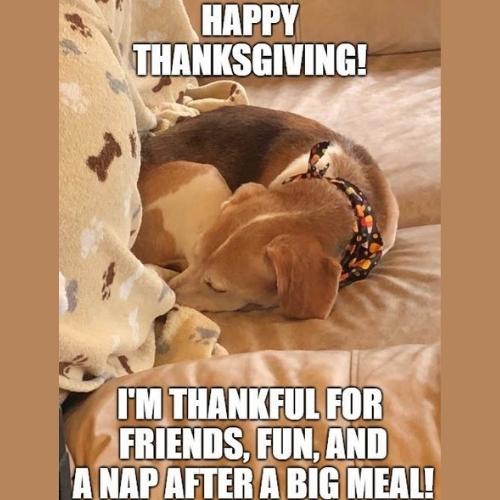 best Thanksgiving Dog Memes