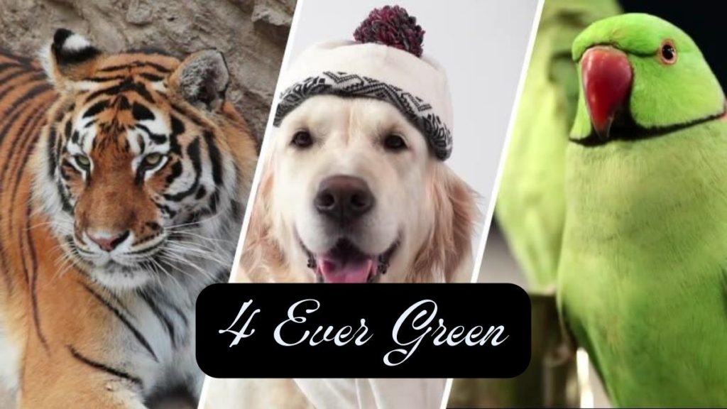 4 Ever Green - Net Worth, Income & Estimated Earnings