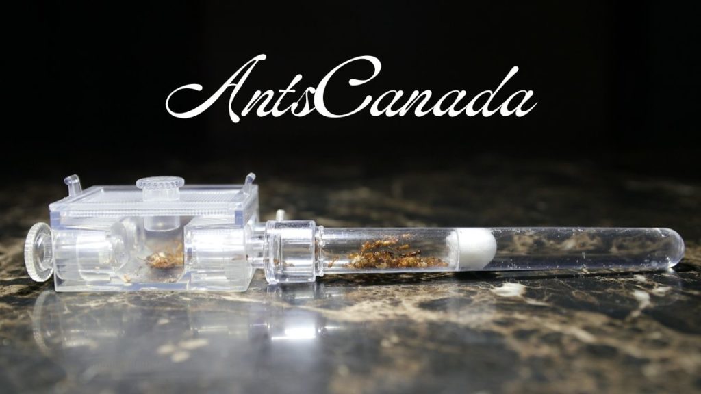 AntsCanada - Net Worth, Income & Estimated Earnings