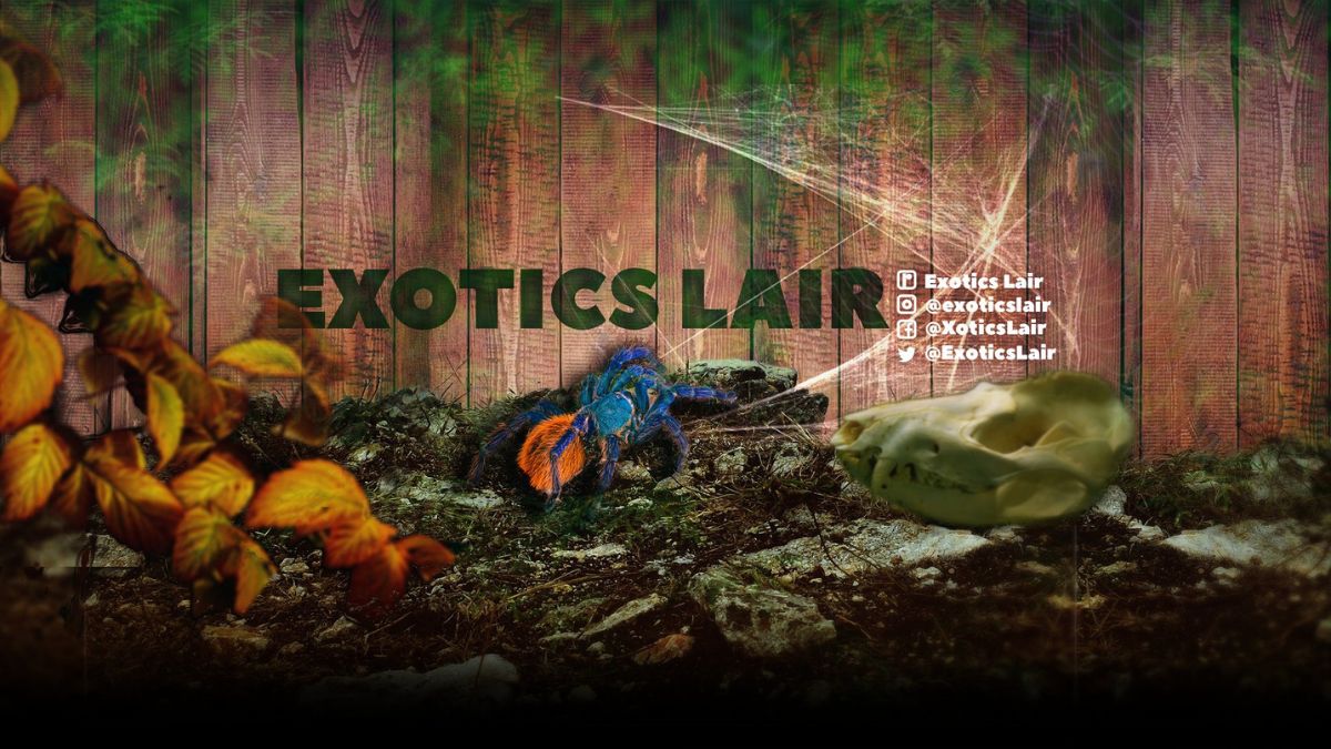 Exotics Lair Net Worth - Net Worth, Income & Estimated Earnings